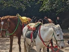 -铁山坪森林公园