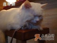 -Babycat私家御饼屋(龙头路一店)