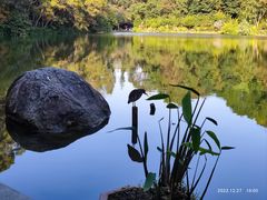 -深圳仙湖植物园