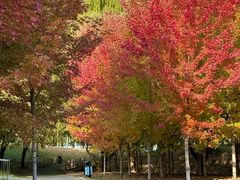 -长白岛森林公园