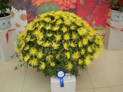 花展-西安世博园