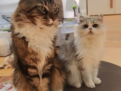 -COLOR PETS 撸猫馆·购猫·猫咖(长风大悦城店)