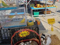 -中环花鸟鱼虫市场