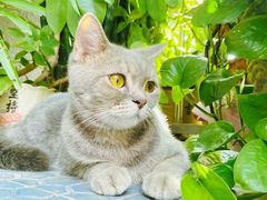 -千城康桥宠物医院·猫科·骨科·心脏