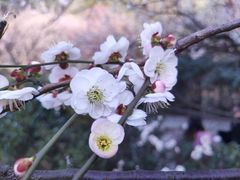 -南京古林公园