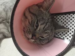 -瑞派旺宝宠物医院·犬猫全科综合·尿道专科(莲兴院)