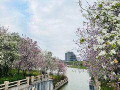 -海珠湖公园