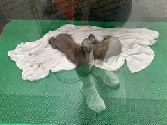 -上海野生动物园
