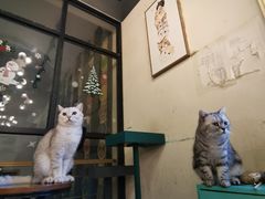 -萌喵咖啡屋(人民东路4号口M16商铺店)