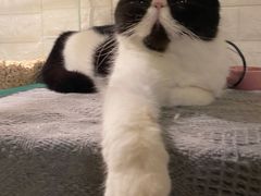 -平行世界·猫咖(首经贸店)