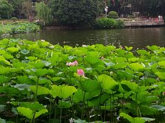-荔湾湖公园