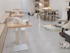 -有喵·猫咖·狗咖·30几只猫10只小狗(岗厦店)