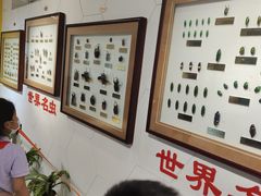 -上海昆虫博物馆