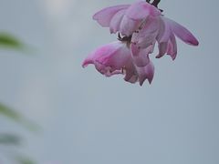 -秋霞圃