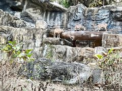 -清迈夜间动物园