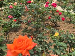 -人民公园(罗湖区)