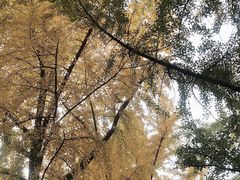 -大兴滨河森林公园