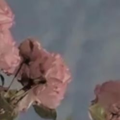 -凡碧诗毛孔收细