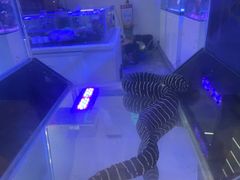 -大自然花鸟鱼虫市场