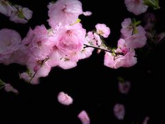 -黑龙江省森林植物园