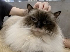 -楼上猫咖(罗湖店)