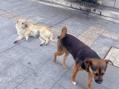 -曹杨八村
