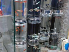 -哈尔滨道外花鸟鱼市场