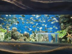 -锦艺城海洋馆