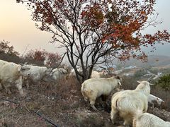 -北京西山国家森林公园
