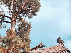 -灵谷景区