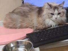 -安安宠医宠物医院·异宠·犬猫内科(岳阳分院)