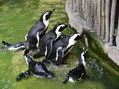 -新加坡飞禽公园
