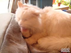 -Babycat私家御饼屋(龙头路一店)