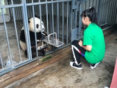 -都江堰中华大熊猫苑