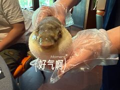 -肆月河豚·淮扬菜·湘菜(华天店)
