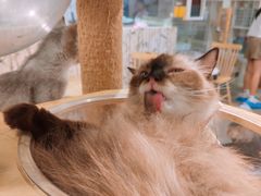 -楼上猫咖(罗湖店)