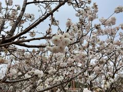 -观澜湖生态运动公社