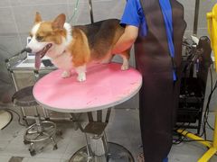 -宠福鑫康馨动物医院·骨科·眼科