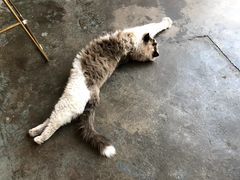 -喵屿·大理花园猫咖