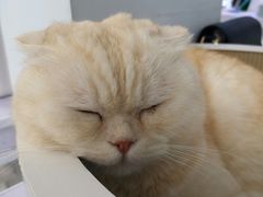 -喵的天空名猫咖啡馆·撸猫·猫舍·用品