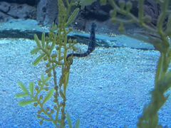 -上海海洋水族馆