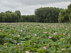 -东郊湿地公园