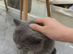 -爱洗澡的猫(天河路店)