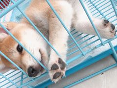 -翊宠yipet猫狗购宠庄园犬舍•猫舍