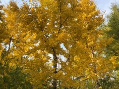 -大兴滨河森林公园