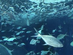 -上海海洋水族馆