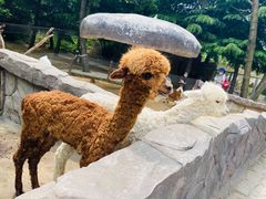 -青岛森林野生动物世界