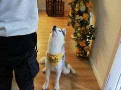 -Husky Go! 哈士奇体验馆·宠物咖啡厅狗咖