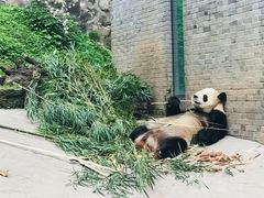 -都江堰中华大熊猫苑