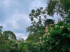 -广州市流溪河国家森林公园